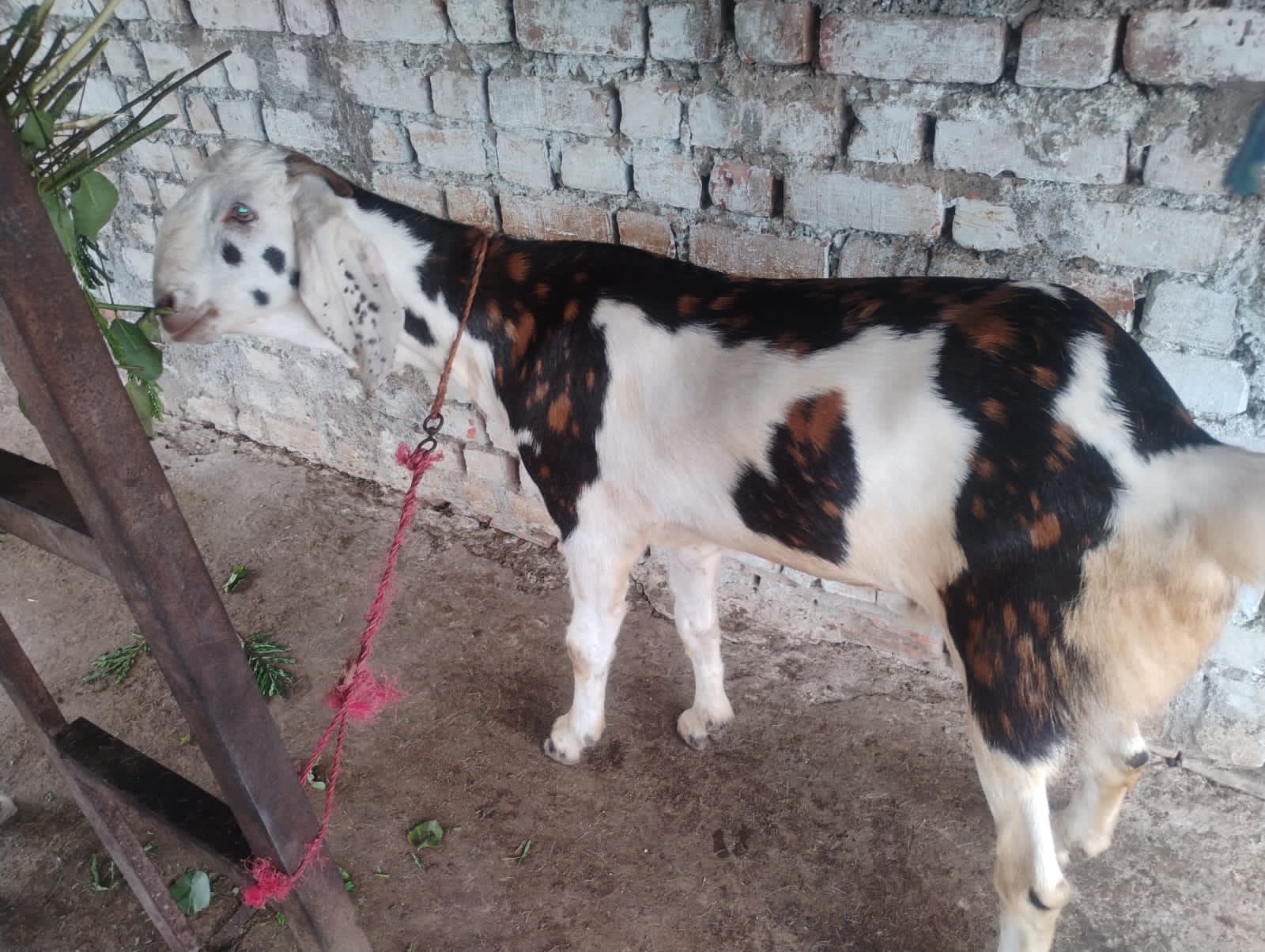 bakra