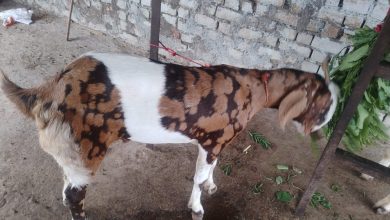 bakra2