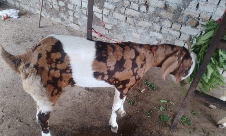 bakra2