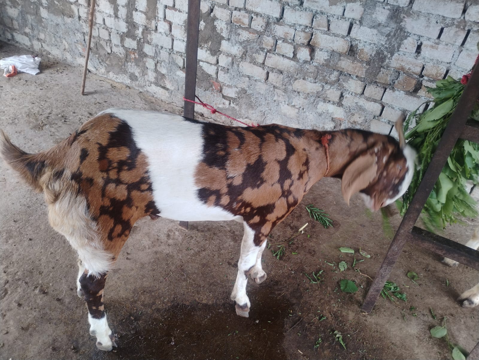 bakra2